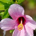 Hibiscus fragilis